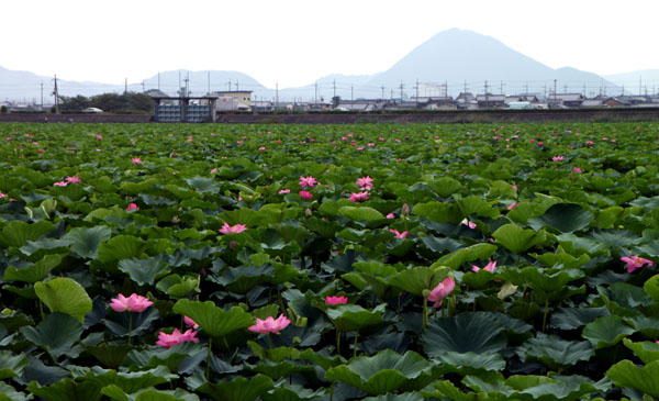 琵琶湖のハス_e0048413_1382914.jpg