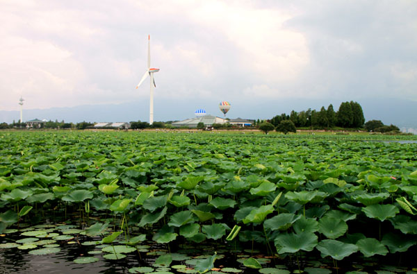 琵琶湖のハス_e0048413_138446.jpg