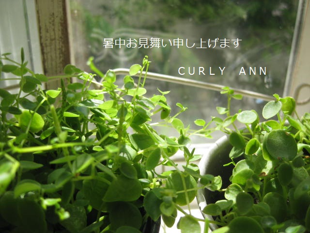 c0085916_1271672.jpg