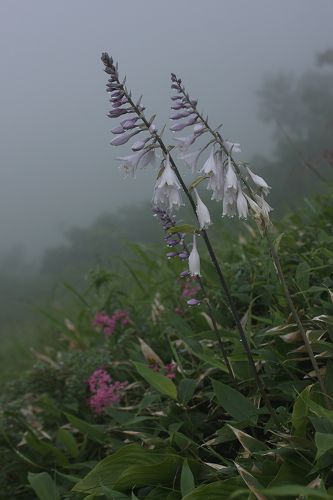 八方尾根の花８　　　オオバギボウシ_a0040021_1521349.jpg