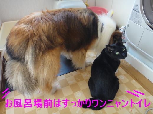 引越し半月~ダイジェスト版~_e0195743_1572375.jpg