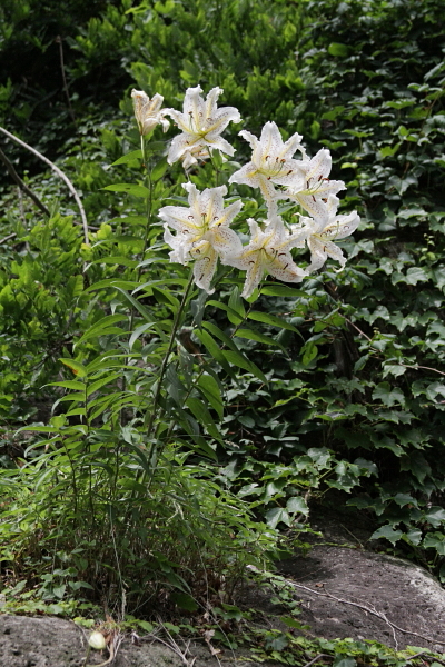 山寺　一番上の方　　_f0208247_11523319.jpg