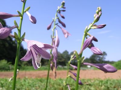 信州ソバ蒔種_c0063348_22101792.jpg