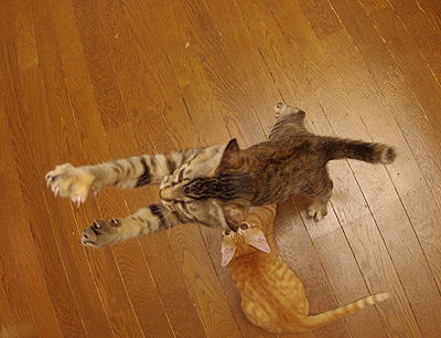 豆ズの図_a0028451_12484158.jpg