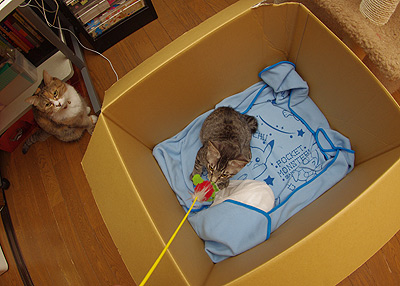 豆ズの図_a0028451_12501215.jpg