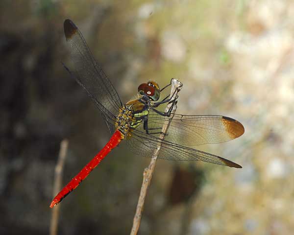e0035757_1921465.jpg