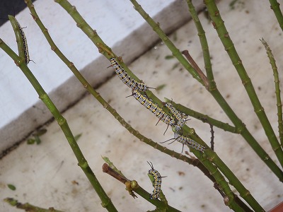 c0180460_12555882.jpg