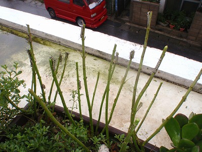 c0180460_12564161.jpg