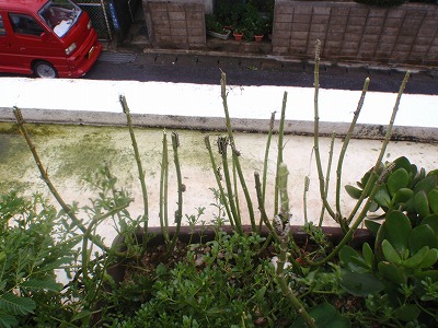 c0180460_1257223.jpg