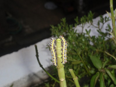 c0180460_1258496.jpg