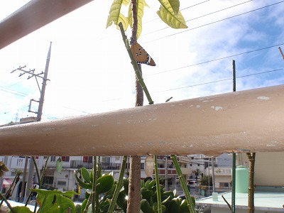 c0180460_130217.jpg