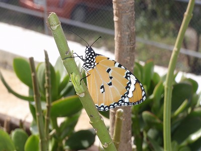 c0180460_1305273.jpg
