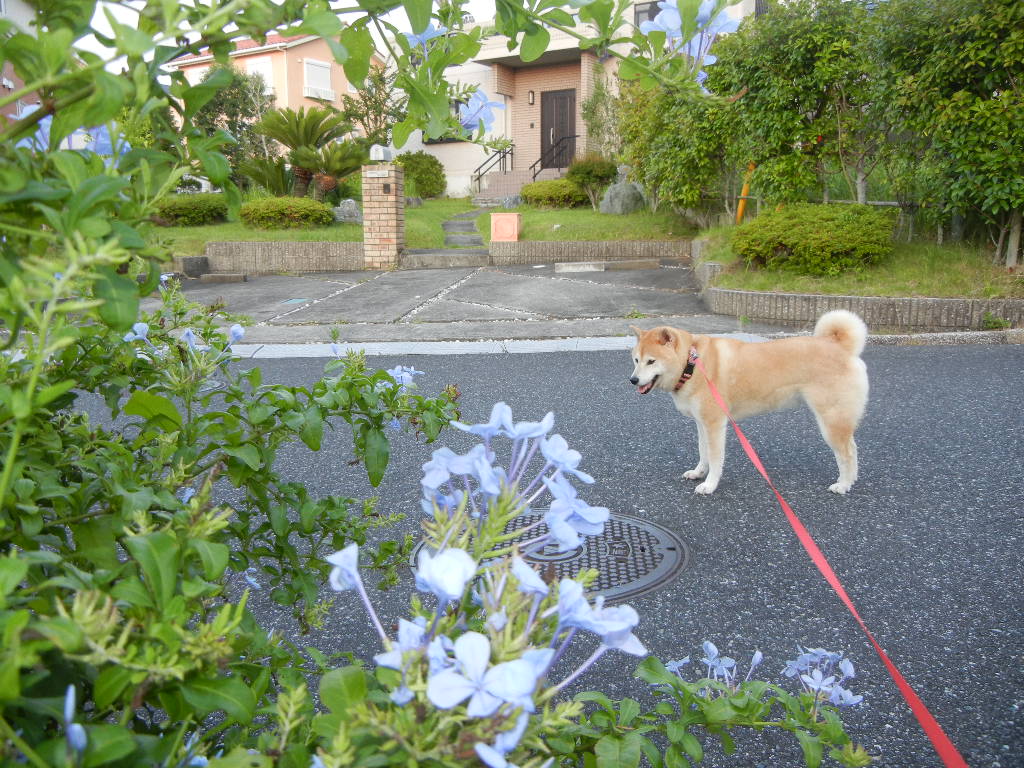 2011年8月10日(水)今日も真夏日だけど節電!_f0060461_939882.jpg