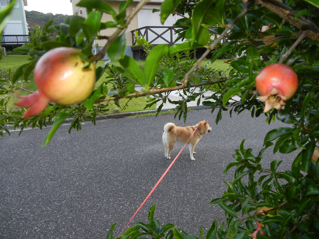 2011年8月10日(水)今日も真夏日だけど節電!_f0060461_9463914.jpg