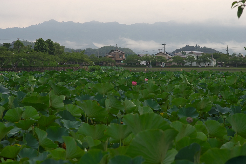 8月９日の蓮華寺池公園の蓮の花_b0221065_11267.jpg