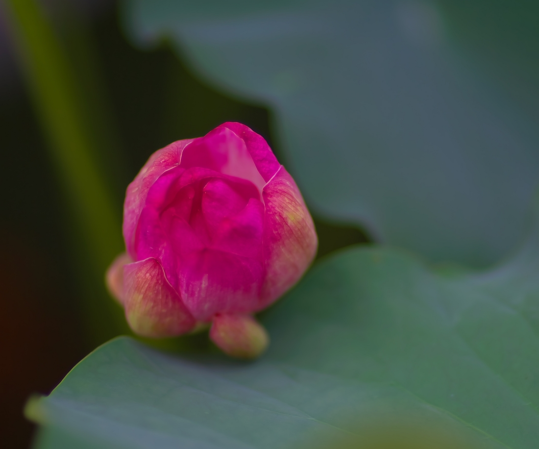 8月９日の蓮華寺池公園の蓮の花_b0221065_123473.jpg