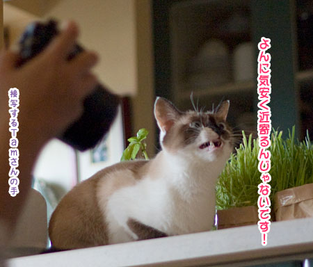 三猫三様_a0119470_2303939.jpg