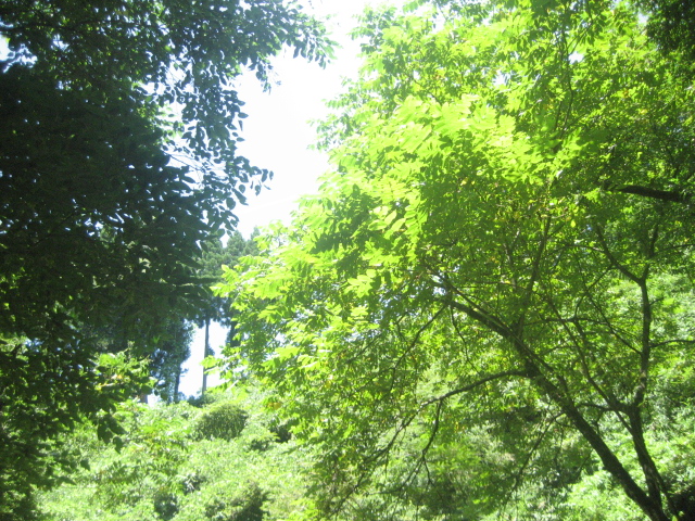 d0197976_8404638.jpg