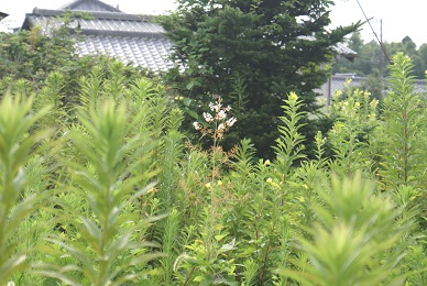 荒れた土地に咲く花 ムーミン リリー