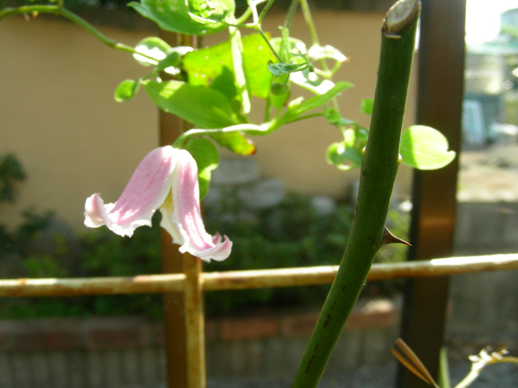 b0096584_18124388.jpg