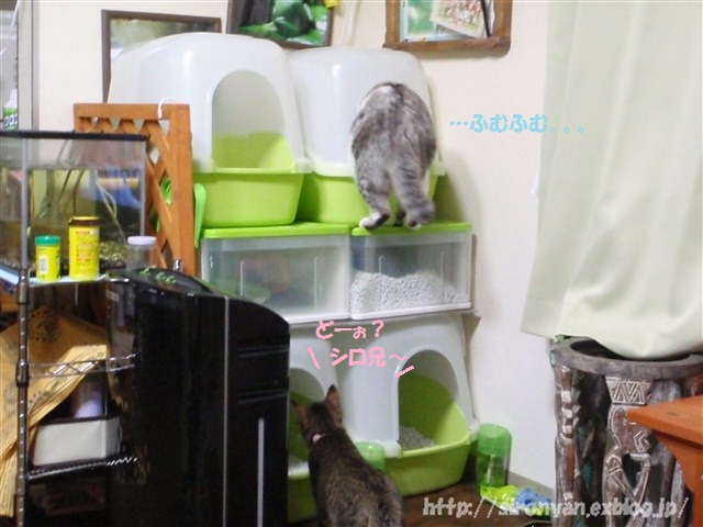 ２階建て猫トイレ_a0159490_1355287.jpg