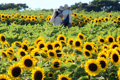 【写真遠足】8月7日（日）淡路島　ひまわりめぐり_f0144892_1249853.jpg