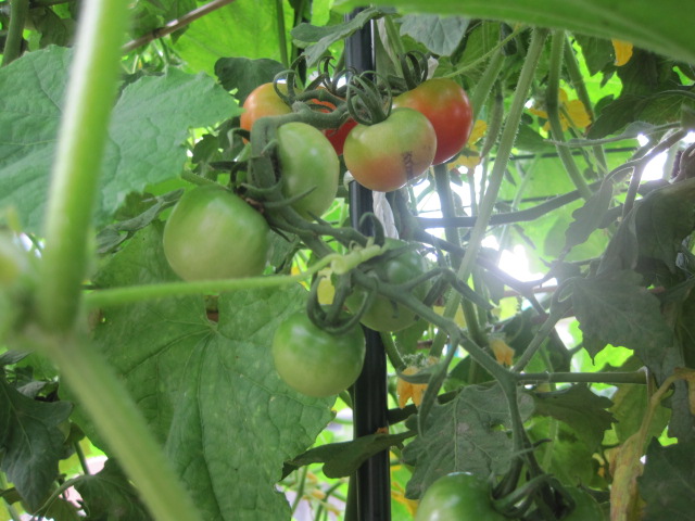 トマト、初収穫　(\'-\'*)_a0167998_17193695.jpg