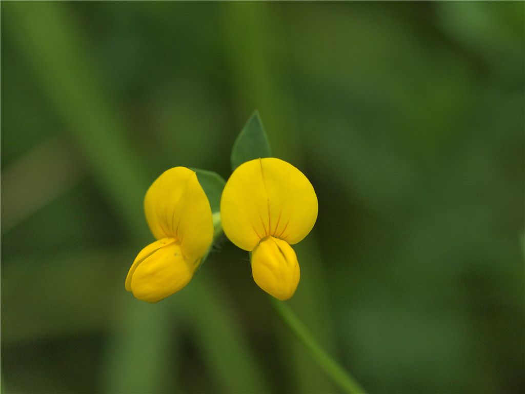 阿蘇米塚で花を撮る_f0224100_474431.jpg