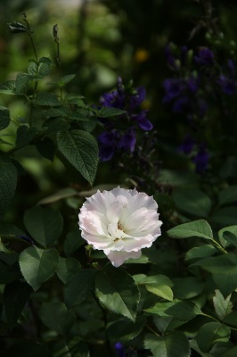 a0123003_1102260.jpg