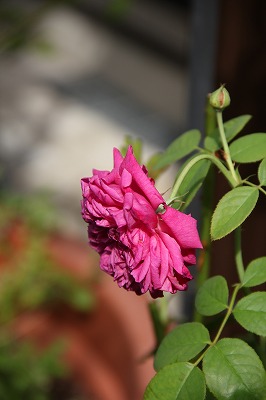 a0123003_116437.jpg