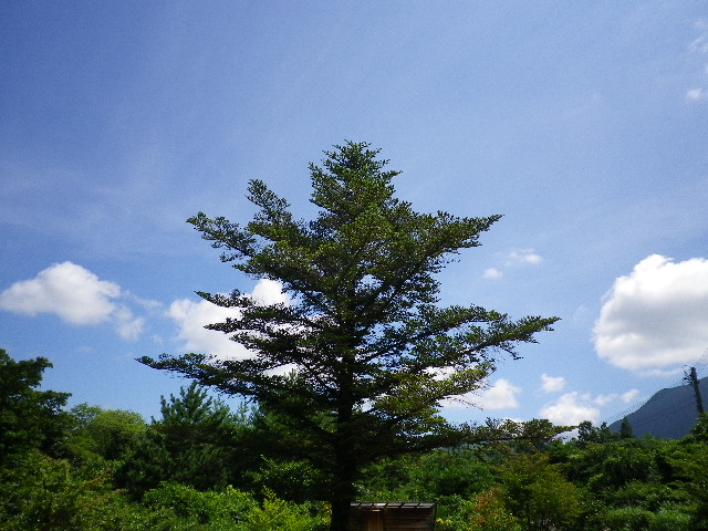 夏!_e0179508_10511363.jpg