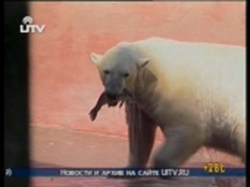 ロシア・ペルミ動物園でのホッキョクグマへの活魚のプレゼント_a0151913_0474398.jpg