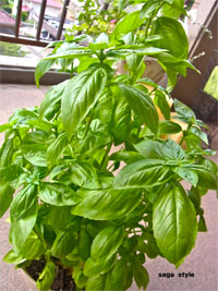 f0148320_9285930.jpg