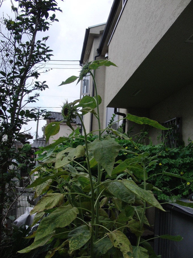 b0047423_14432696.jpg