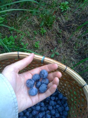 ブルーベリーの栄養素その1_c0123523_1795422.jpg