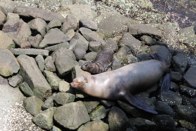 2011/07/03伊豆三津シーパラダイスその2_f0221023_1193299.jpg