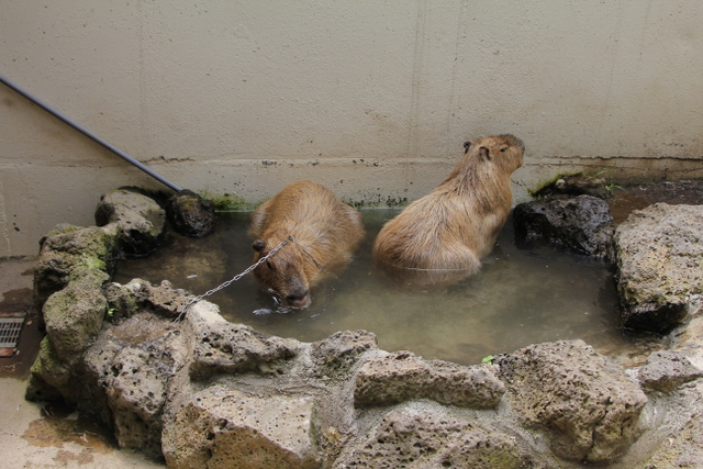 楽寿園のカピバラさん_f0221023_127050.jpg