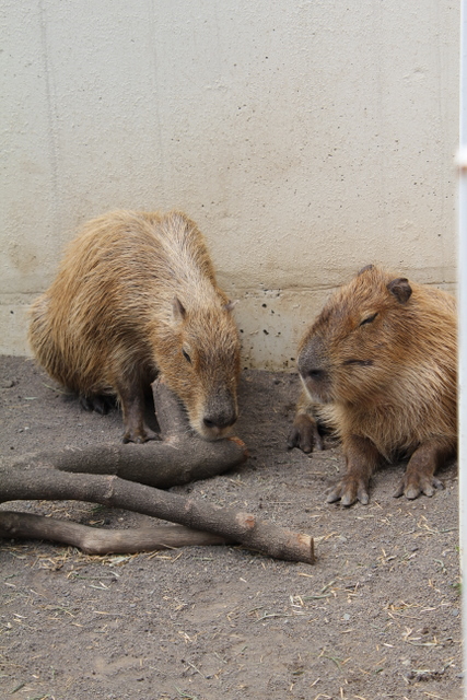 楽寿園のカピバラさん_f0221023_12788.jpg