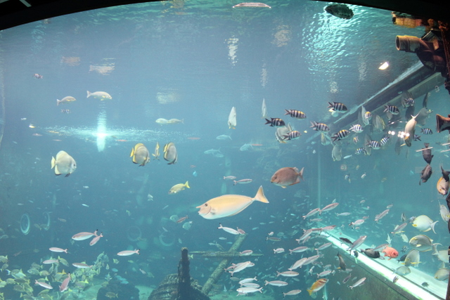 2011/07/05箱根園水族館その1_f0221023_1341920.jpg