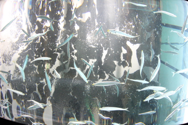 2011/07/05箱根園水族館その1_f0221023_1342311.jpg