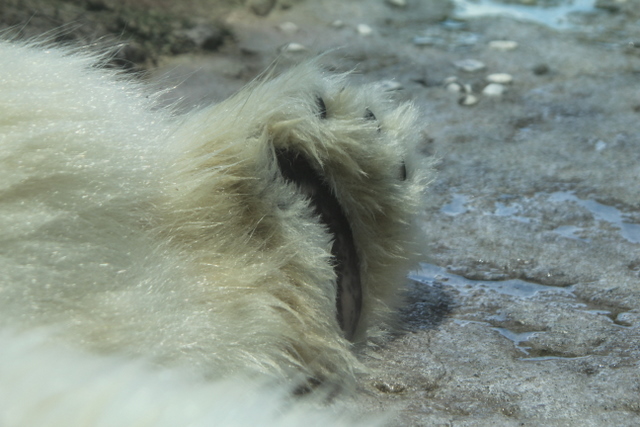 2011/07/09とくしま動物園その2_f0221023_2315197.jpg