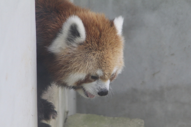 とくしまのレッサーパンダ_f0221023_271813.jpg