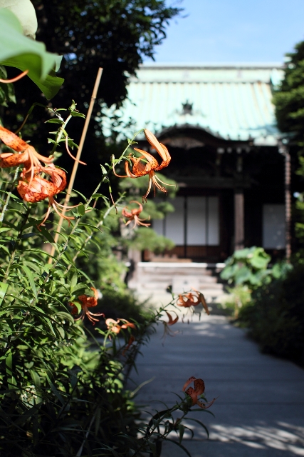 鎌倉散歩　#13 －鎌倉夏景色（本覚寺の蓮・百日紅、谷口屋）_b0169330_22174752.jpg