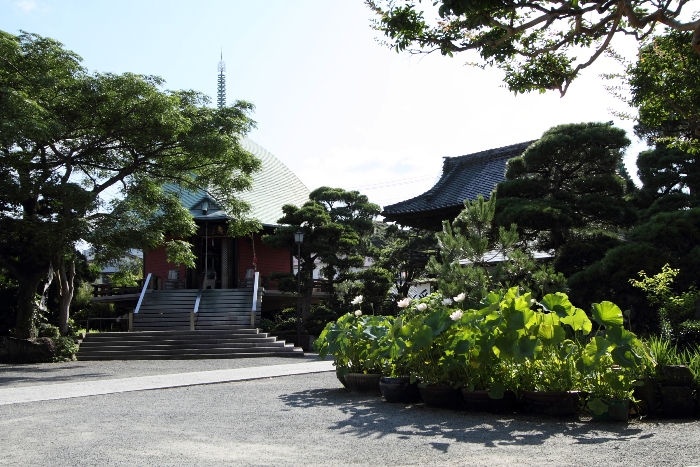 鎌倉散歩　#13 －鎌倉夏景色（本覚寺の蓮・百日紅、谷口屋）_b0169330_22185228.jpg