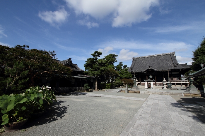 鎌倉散歩　#13 －鎌倉夏景色（本覚寺の蓮・百日紅、谷口屋）_b0169330_22191416.jpg