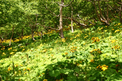 d0055236_17284428.jpg