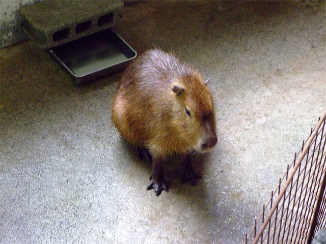 がんばれ!まりも_a0179837_17414591.jpg