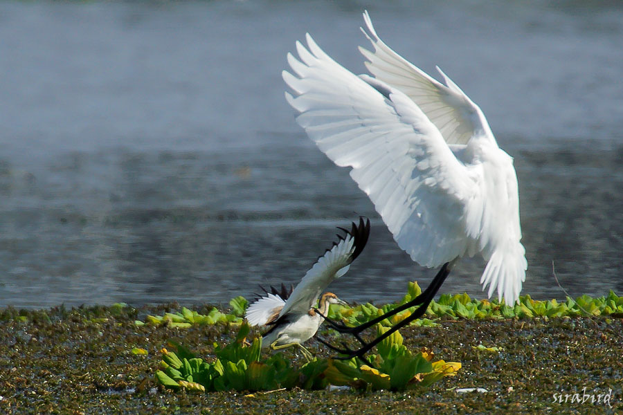 レンカク（冬鳥　蓮角、全長約55㎝）_d0238245_18405388.jpg