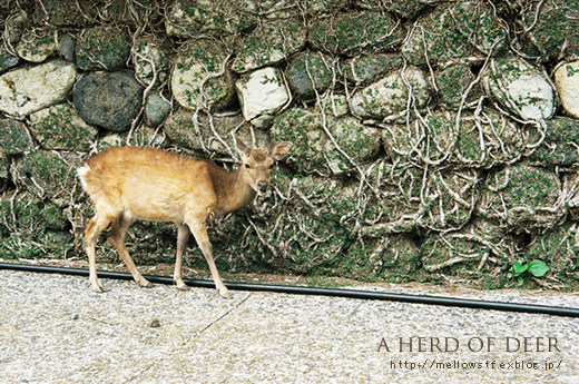 野崎島の鹿さんたち。_d0124248_20413352.jpg