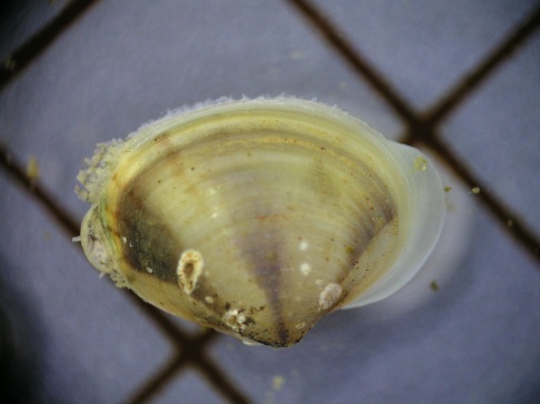 マシジミの謎 Beachmollusc ひむかのハマグリ